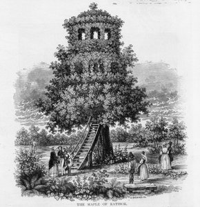 The Maple of Ratibor، Silesia، 1893