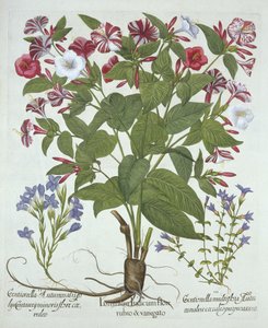 أعجوبة بيرو وصنفين من الجنطيان ، من Hortus Eystettensis ، بقلم Basil Besler (1561-1629) ، حانة. 1613 (نقش يدوي) بواسطة المدرسة الألمانية