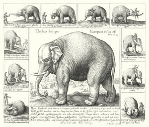 The docile elephant (engraving) بواسطة المدرسة الألمانية