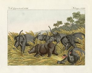 قتال وحيد القرن مع Elefants (نقش ملون) بواسطة المدرسة الألمانية