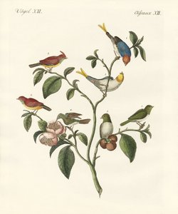 اصغر الطيور بواسطة المدرسة الألمانية