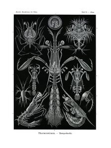Thoracostraca ، 1899-1904 بواسطة المدرسة الألمانية