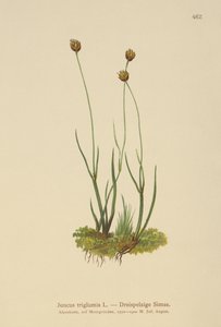 الاندفاع ثلاثي الهيكل (Juncus triglumis) بواسطة المدرسة الألمانية