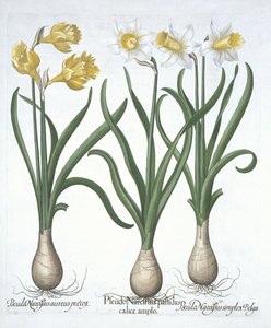 ثلاثة Pseudo-Narcissi ، من Hortus Eystettensis ، بقلم Basil Besler (1561-1629) حانة. 1613 (نقش يدوي) بواسطة المدرسة الألمانية
