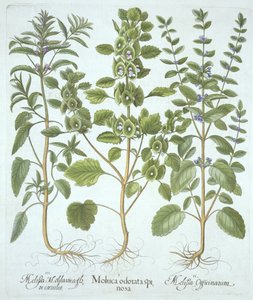 ثلاثة أنواع من البلسم ، من Hortus Eystettensis ، بقلم Basil Besler (1561-1629) ، حانة. 1613 (نقش يدوي) بواسطة المدرسة الألمانية