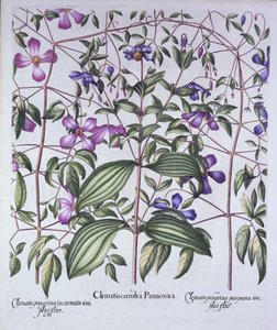 ثلاثة أنواع من Clematis ، من Hortus Eystettensis ، بقلم Basil Besler (1561-1629) ، حانة. 1613 (نقش يدوي) بواسطة المدرسة الألمانية