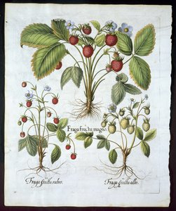 ثلاثة أصناف من الفراولة ، صحن 116 ، من Hortus Eystettensis by Basil Besler (1561-1629) حانة عام 1613 (نقش ملون باليد) بواسطة المدرسة الألمانية