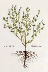 الغدة الصعترية [الزعتر] ، التوضيح من De historia stirpium commentarii insigni by Leonhard Fuchs ، تم نشره عام 1542 (قطع خشبية ملونة) بواسطة المدرسة الألمانية