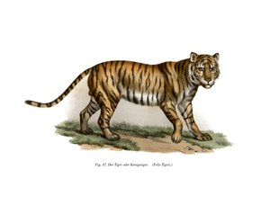 النمر ، 1860 بواسطة المدرسة الألمانية