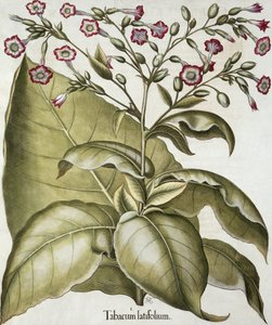 نبات التبغ ، من Hortus Eystettensis بقلم Basil Besler (1561-1629) ، حانة. 1613 (نقش يدوي) بواسطة المدرسة الألمانية