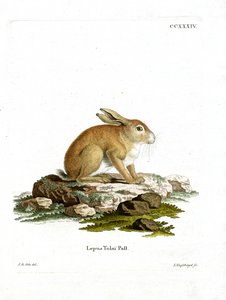 Tolai Hare (coloured engraving) بواسطة المدرسة الألمانية