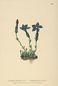 Triglav Gentian (Gentiana terglouensis، Gentiana imbricata) بواسطة المدرسة الألمانية