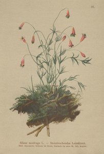 Catchfly معنقدة (ساكسيراجا silene) بواسطة المدرسة الألمانية
