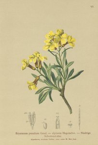 معقد ورق الحائط (Eumsimum pumilum ، Erysimum alpinum) بواسطة المدرسة الألمانية