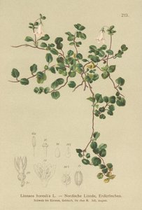 التوأم (Linnaea borealis) بواسطة المدرسة الألمانية