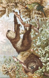 حيوان الكسلان ذو الأصابع ، لوحة من "Brehm's Animal Life: General Knowledge Kingdom of the Animal Kingdom" ، المجلد 2 ، الصفحة 646 ، نشره المعهد الببليوغرافي بواسطة المدرسة الألمانية