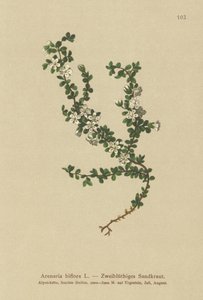 Sandwort اثنين من الزهور (Arenaria biflora) بواسطة المدرسة الألمانية