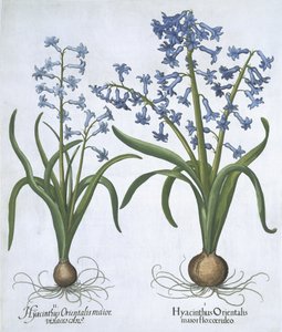صفيرتان أزرقتان ، من Hortus Eystettensis ، بقلم Basil Besler (1561-1629). 1613 (نقش يدوي) بواسطة المدرسة الألمانية