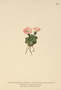 زهرة الربيع التيرولية (Primula tyrolensis ، Primula Tirolensis ، Primula Allionii) بواسطة المدرسة الألمانية