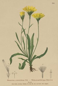 Umbrella Milkwort (Hieracium staticefolium ، Hieracium staticifolium ، Tolpis staticifolia ، Chlorocrepis staticifolium ، Chlorocrepis staticifolia) بواسطة المدرسة الألمانية