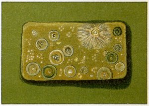 مستويات غير صحية من البكتيريا في مياه الشرب ، 1890 ج (كروماتوغرافيا ملونة) بواسطة المدرسة الألمانية