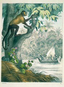 الروافد العليا للأمازون ، من Das Buch der Welt ، تم نشره عام 1858 بواسطة المدرسة الألمانية
