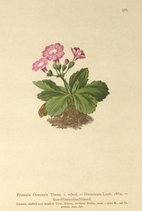Val-Daone Primrose (Primula Oenensis ، Primula Daonensis) بواسطة المدرسة الألمانية