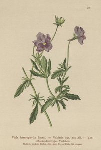 Valderia Violet (Viola heterophylla ، Viola Valderia) بواسطة المدرسة الألمانية