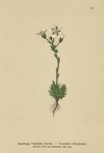 Vandellis Saxifrage (Saxifraga Vandellii) بواسطة المدرسة الألمانية