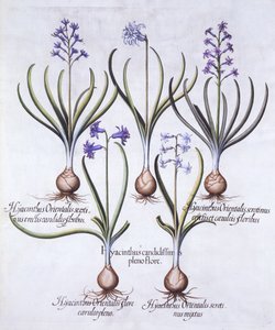 أصناف من صفير مع لمبة ، من Hortus Eystettensis ، بقلم Basil Besler (1561-1629) ، حانة. 1613 (نقش يدوي) بواسطة المدرسة الألمانية