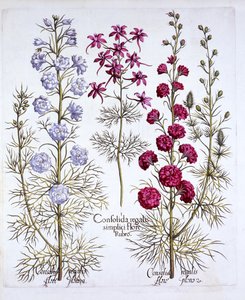 أصناف من Larkspur ، من Hortus Eystettensis ، بقلم Basil Besler (1561-1629) ، حانة. 1613 (نقش يدوي) بواسطة المدرسة الألمانية