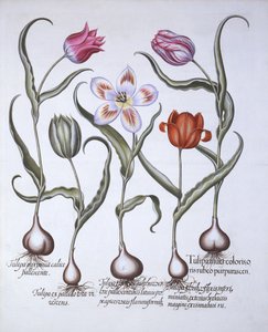 أصناف من الخزامى ، من Hortus Eystettensis ، بقلم Basil Besler (1561-1629) ، حانة. 1613 (نقش يدوي) بواسطة المدرسة الألمانية