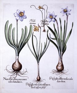 نرجسي مختلفة ، من Hortus Eystettensis ، بقلم باسل بيسلر (1561-1629) ، حانة. 1613 (نقش يدوي) بواسطة المدرسة الألمانية