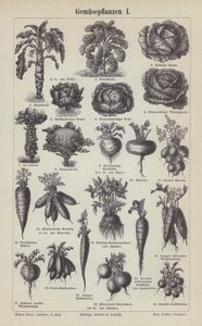 Vegetables (engraving) بواسطة المدرسة الألمانية