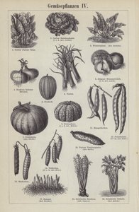 Vegetables (engraving) بواسطة المدرسة الألمانية
