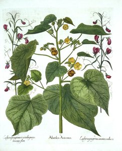 Velvetleaf و Sweet Peas ، من Hortus Eystettensis ، بقلم Basil Besler (1561-1629) ، حانة. 1613 (نقش يدوي) بواسطة المدرسة الألمانية