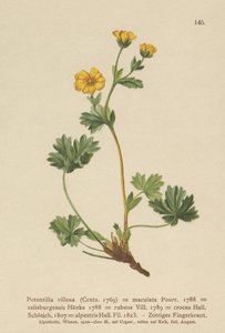 زعنفة Cinquefoil (Potentilla villosa ، Potentilla maculata ، Potentilla rubens ، Potentilla crocea ، Potentilla alpestris ، Potentilla salisburgensis) بواسطة المدرسة الألمانية