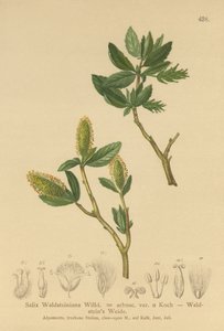 والدستين ويلو (Salix Waldsteiniana ، Salix arbusc. var.) بواسطة المدرسة الألمانية