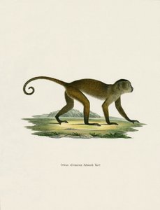 Weeper Capuchin (نقش ملون) بواسطة المدرسة الألمانية