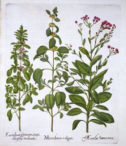 White Horehound، Horehound and Mint، from Hortus Eystettensis، by Basil Besler (1561-1629)، pub. 1613 (نقش يدوي) بواسطة المدرسة الألمانية