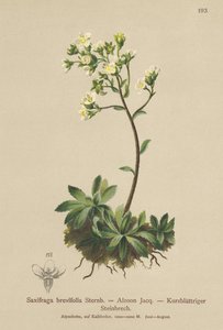 White Mountain Saxifrage (Saxifraga brevifolia ، Saxifraga Aizoon) بواسطة المدرسة الألمانية