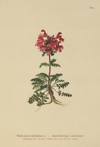 Whorled Lousewort (Pedicularis verticillata) بواسطة المدرسة الألمانية
