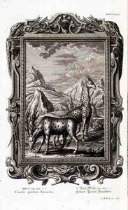 الحيوانات البرية ، من "فيزيكا ساكرا" ، نقشها جاكوب أندرياس فريدريش (1684-1751) أوجسبيرج بواسطة المدرسة الألمانية