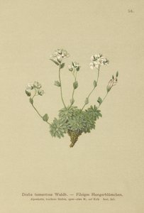 Wolley Whitlow العشب (Draba tomentosa) بواسطة المدرسة الألمانية