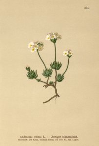 وولي روك ياسمين (Androsace villosa) بواسطة المدرسة الألمانية