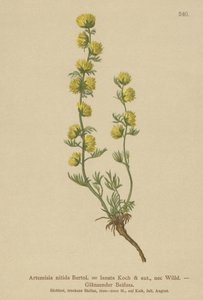 الشيح (Artemisia nitida ، Artemisia lantana) بواسطة المدرسة الألمانية