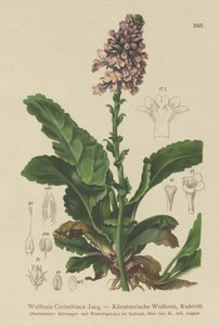 Wulfenia (Wulfenia Carinthiaca) بواسطة المدرسة الألمانية