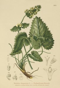 بيتوني أصفر (Betonica Alopecurus ، Stachys alopecuros) بواسطة المدرسة الألمانية