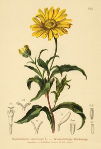 أصفر عين الثور (Buphthalmum salicifolium) بواسطة المدرسة الألمانية