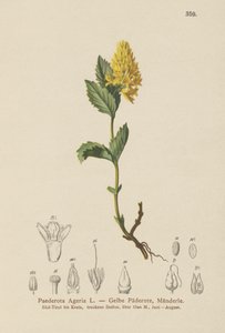 الأصفر Paederota (Paederota Ageria ، Paederota lutea) بواسطة المدرسة الألمانية